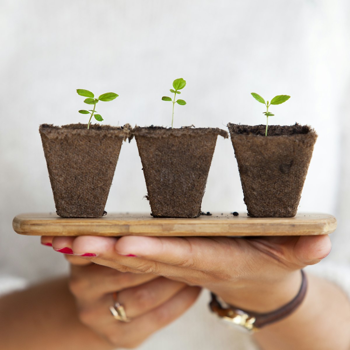 Three little seedlings sprouting from soil, cradled in a pair of cupped hands